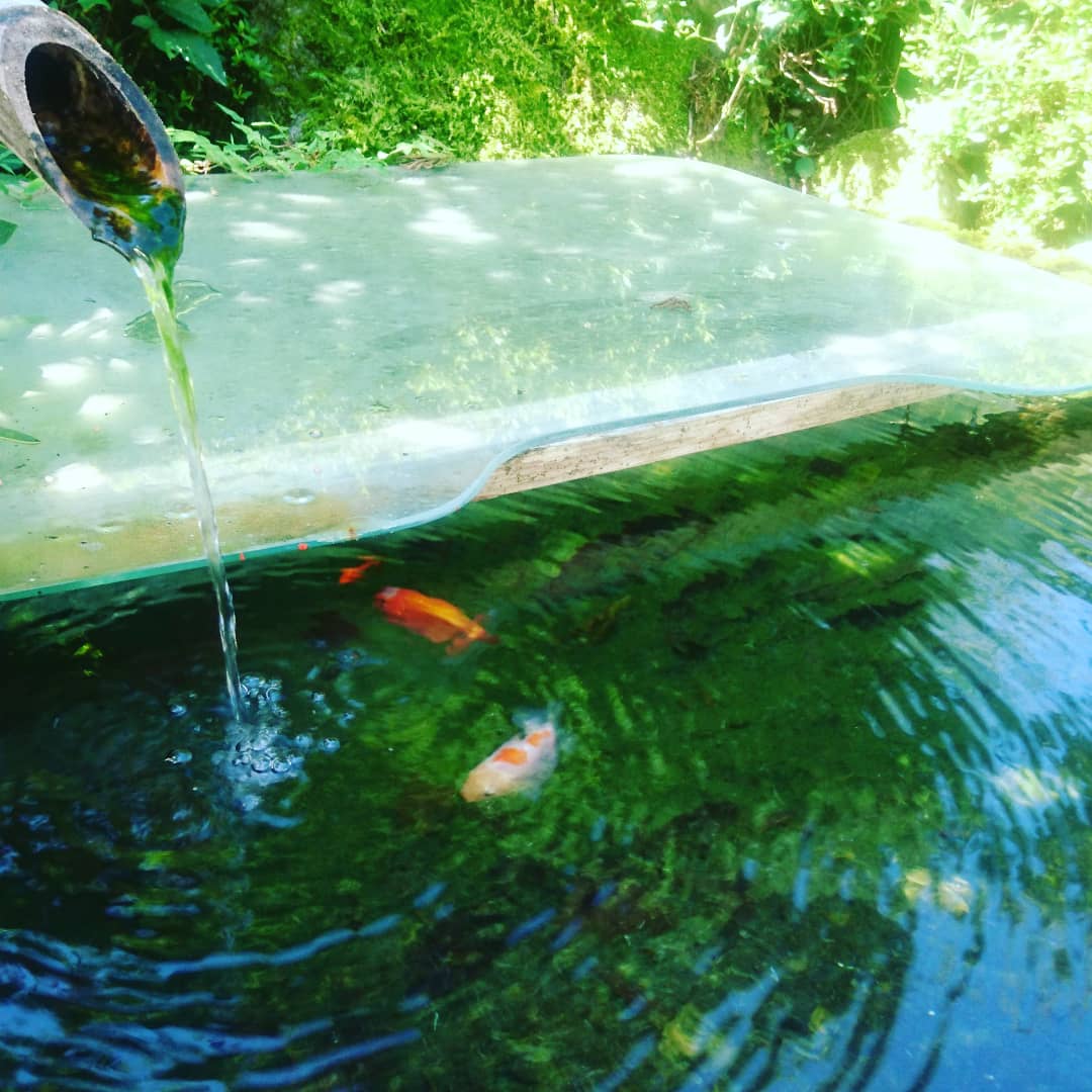 IMG_20190813_180527_972 神埼市 金魚